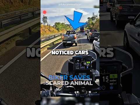 Biker SAVES a TERRIFIED Animal! 😱 @Eduramosoficial