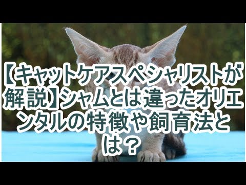 シャム (猫)について詳しく解説