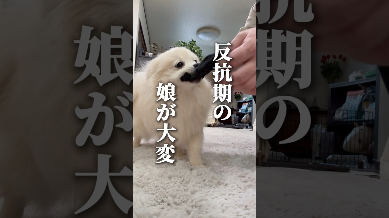 ［犬のしつけ］子犬の反抗期って知ってる？　#dog #可愛い犬 #犬のしつけ ##shorts