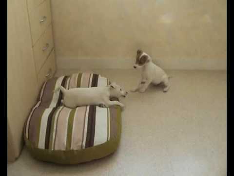 Jack russell vs Parson