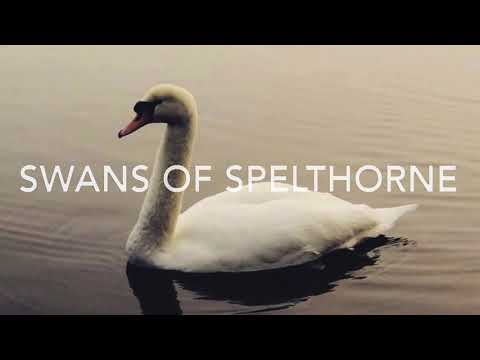 Spelthorne Borough Council marks World Environment Day