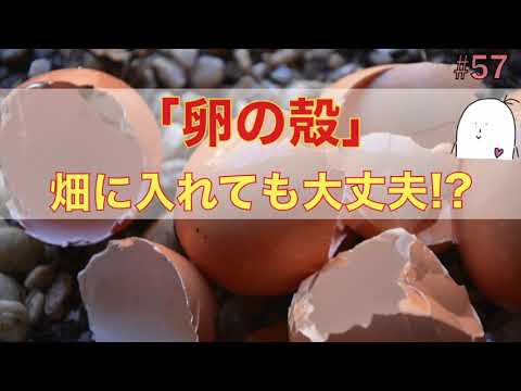 なぜ卵の殻を入れるのですか 緑の植物 屋内ポット 家庭菜園