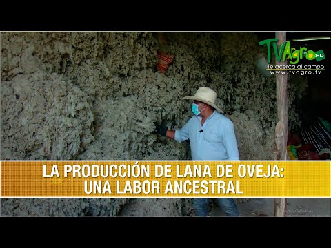 , title : 'La Produccion de Lana de Oveja: Una Labor Ancestral - TvAgro por Juan Gonzalo Angel Restrepo'