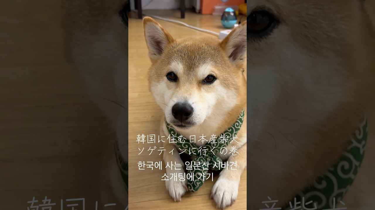 일본산 시바견 소개팅 가기🐕日本産柴犬が合コンに行ってきた🐕🌸　#柴犬 #시바견 #shibainu #合コン #소개팅