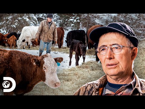 Separan rebaño de vacas preñadas por seguridad | Alaska:La última frontera | Discovery Latinoamérica