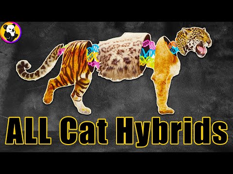 ALL Big Cat and Feline Hybrids  [Hybrid Animals]