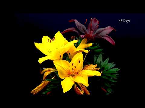 Growing Lily Time Lapse