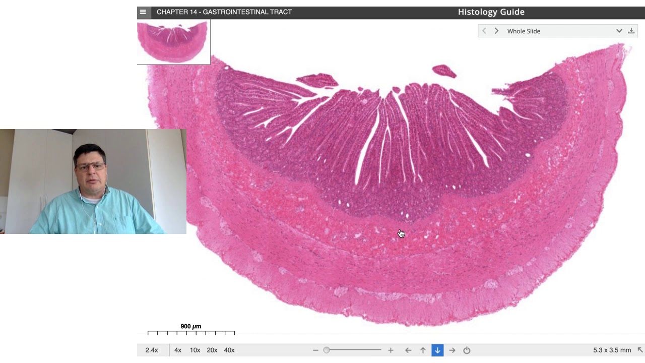 Histologia dos intestinos delgado e grosso