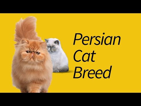 Types of Persian Cats—That You've Never Heard!