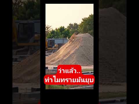 ว่าแล้วทำไมทรายมันยุบ #ช่วยสัตว์ #anmals #pets #petsunited #ทาสหมา