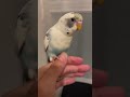 Baby Tweet Parakeet Parakeetsofinstagram Birdlovers Cutebird Budgiesofinstagram Budgie Budgie