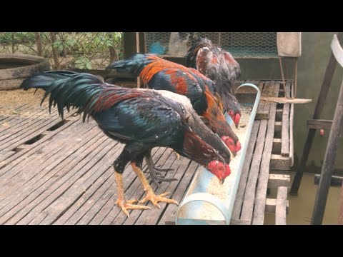 Put Feed The Chickens with ASILL.