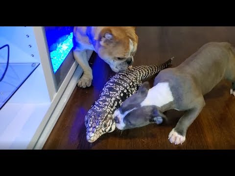 TEGU VS 3 BULLIES  *MUST WATCH* George goes up against 3 dogs