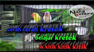 Download lagu Cerah kretek kretek ,love bird belajar bunyi tek ketel ketek mp3