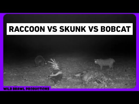 RACCOON VS SKUNK VS BOBCAT | Rare camera trap interaction between Raccoon, Skunk and Bobcat