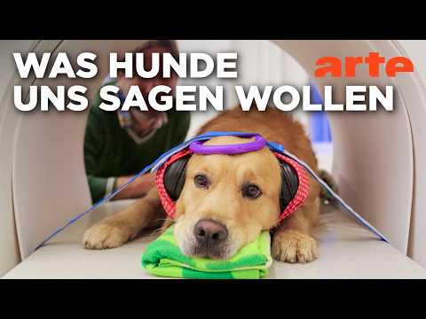 Video Thumbnail: Können Hunde sprechen? | Doku HD Reupload | ARTE