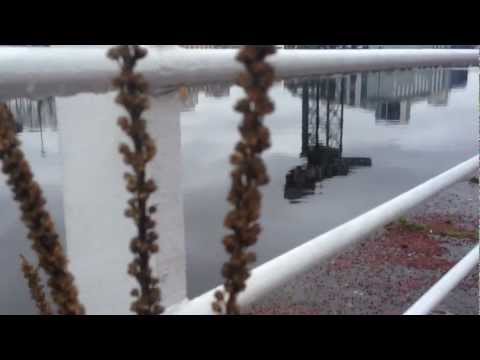 Feather on the Clyde | Passenger |  Un-Official Music Video