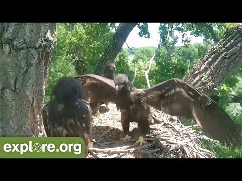 Wingersizing - Juvenile Bald Eagles Stretch Their Wings