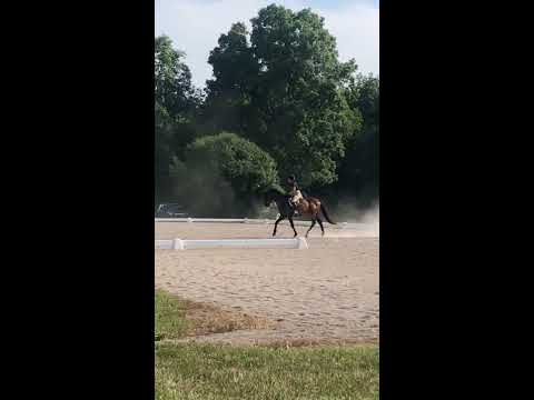 GVRDC July Twilight Dressage with Spruce