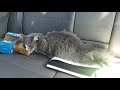 Scary Cat Going To The Vet Meowing