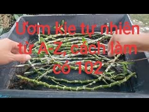 Bật mí cách ươm kie tự nhiên độc đáo e cái kết bất ngờ 😍