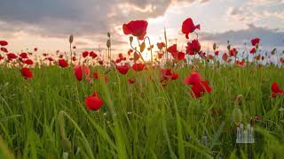 How Great Thou Art (Organ Solo, with Andrew Unsworth) - Mormon Tabernacle Choir