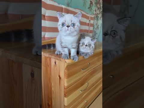 #seallynxpoint #exoticshorthair #sealpoint #colorpoint