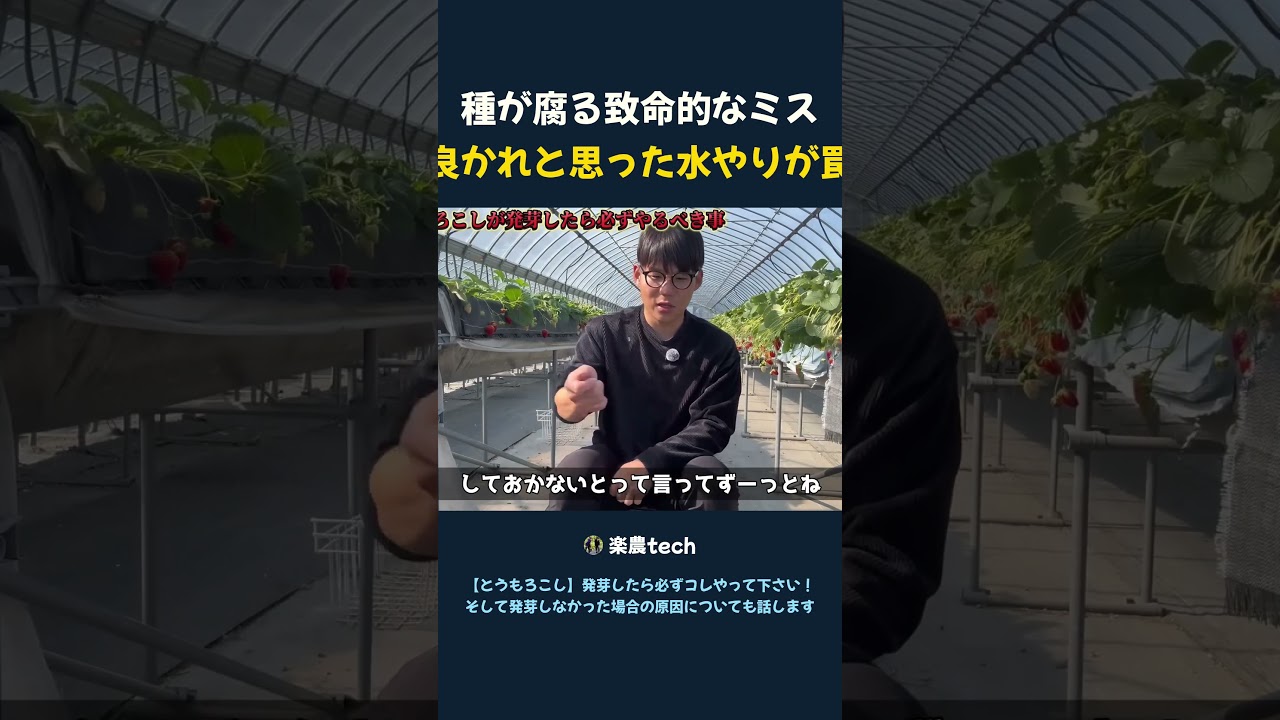 種が腐る致命的なミス 良かれと思った水やりが罠 #家庭菜園#とうもろこし