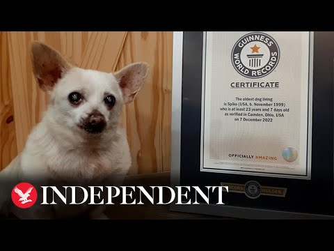 Chihuahua cross from Ohio named world’s oldest living dog