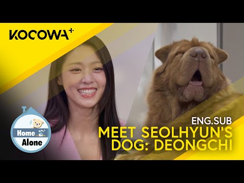 Meet AOA's Seolhyun's Adorable Floofy Dog: Deongchi! | Home Alone EP532 | KOCOWA+