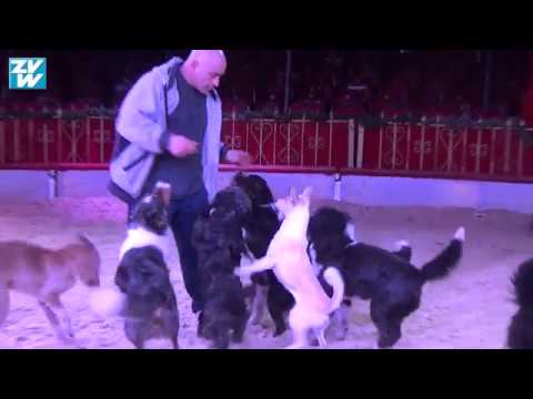 Waiblingen: Die Hunde des Weihnachtszirkus