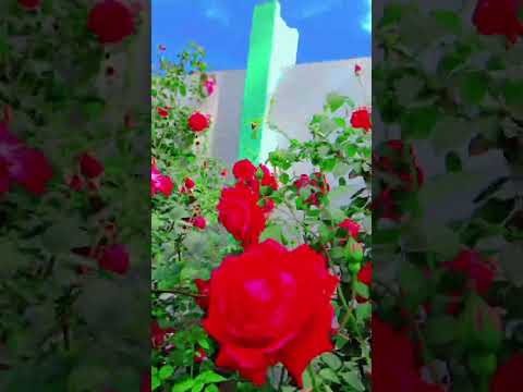 "Watch My Beautiful Roses Bloom: A Stunning Garden Transformation!"🌺🌺