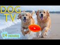 DOG TV Calming Videos To Entertain Dogs Home Alone All Day No Boredom Anti Anxiety Music For Dogs