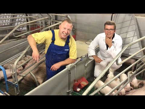 Baby Care Milk Feeding system for piglets