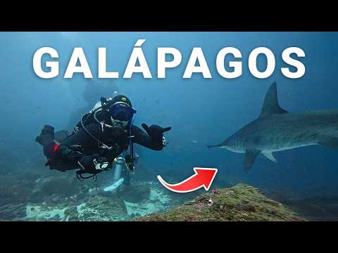 ESSENTIAL Scuba Tips Every Diver NEEDS for Galápagos