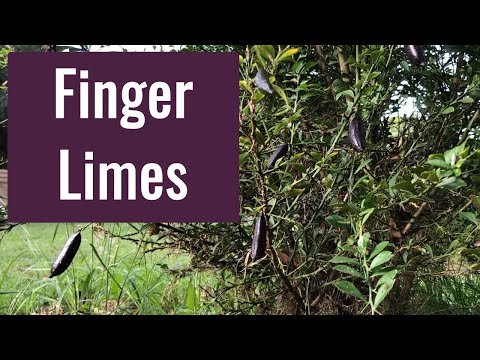 How to Grow Finger Limes