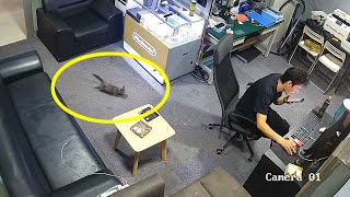 一隻生病的小貓自己走進店裡，牠選擇了我…