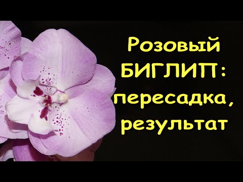 Розовый БИГЛИП,оставшийся БЕЗ КОРНЕЙ:продолжение.ОРХИДЕИ:пересадка,РЕЗУЛЬТАТ.