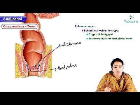 18. Anatomy of Anal canal : MBBS Lecture