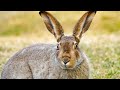How Fast Does A Jackrabbit Run What Does A Jackrabbit Eat What Are Fun Facts About Jackrabbits