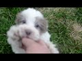 Havapoo dogs for sale: Nabisco - Video 1