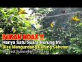 Suara Pikat Kutilang Ribut Terancam Ampuh Untuk Pikat Semua Jenis Burung