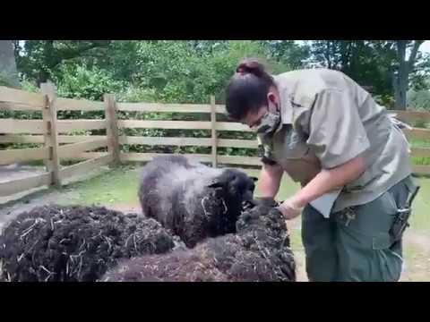 , title : 'Zoo to You: Training our black Welsh mountain sheep'