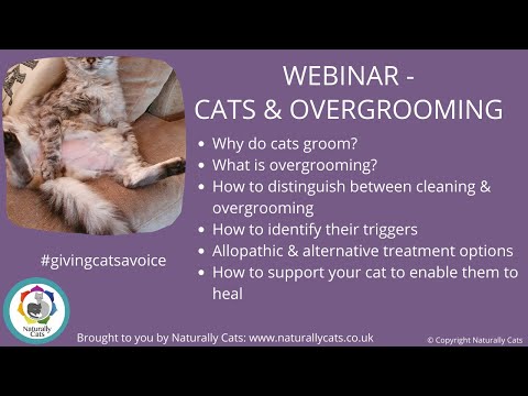 Cats and overgrooming webinar