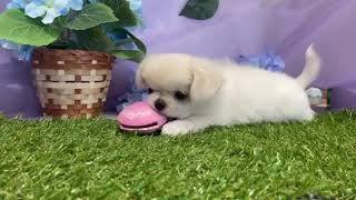 ハーフ犬の動画01