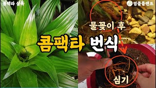 콤팩타 번식이 어려우셨다면 