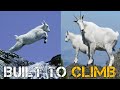 The Science Behind Goats That Fear No Heights