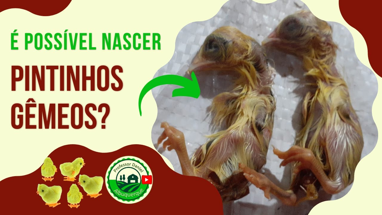 Pintinhos gêmeos, é possível?