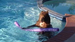 faze tari ursul in piscina