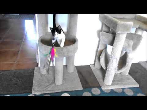 ♥ Professor Purrington! ♥